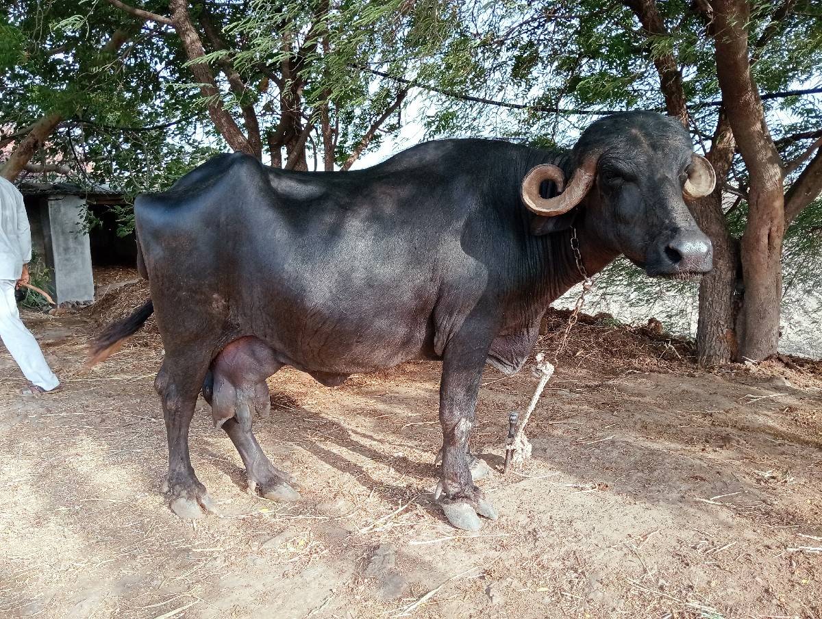 ભેંસ વેચવાની છે