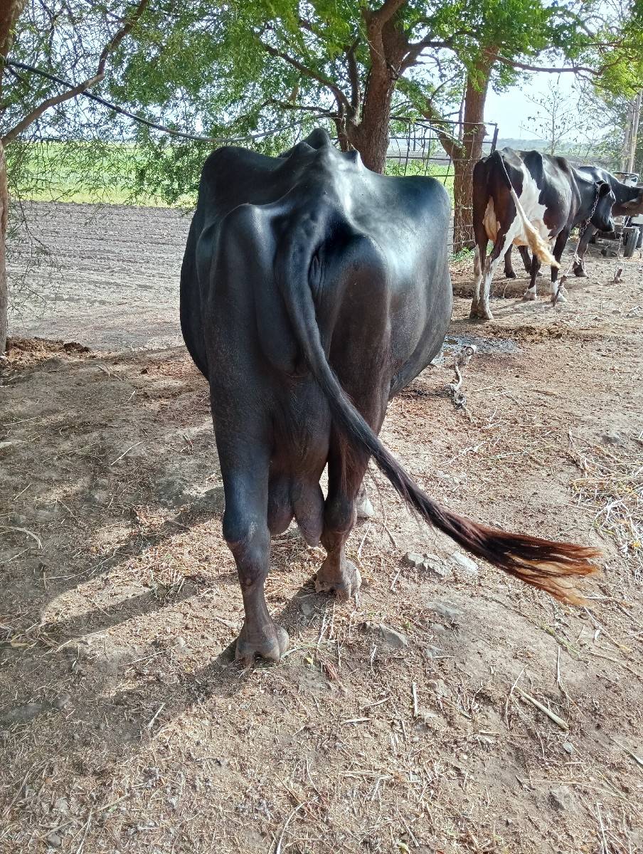 ભેંસ વેચવાની છે