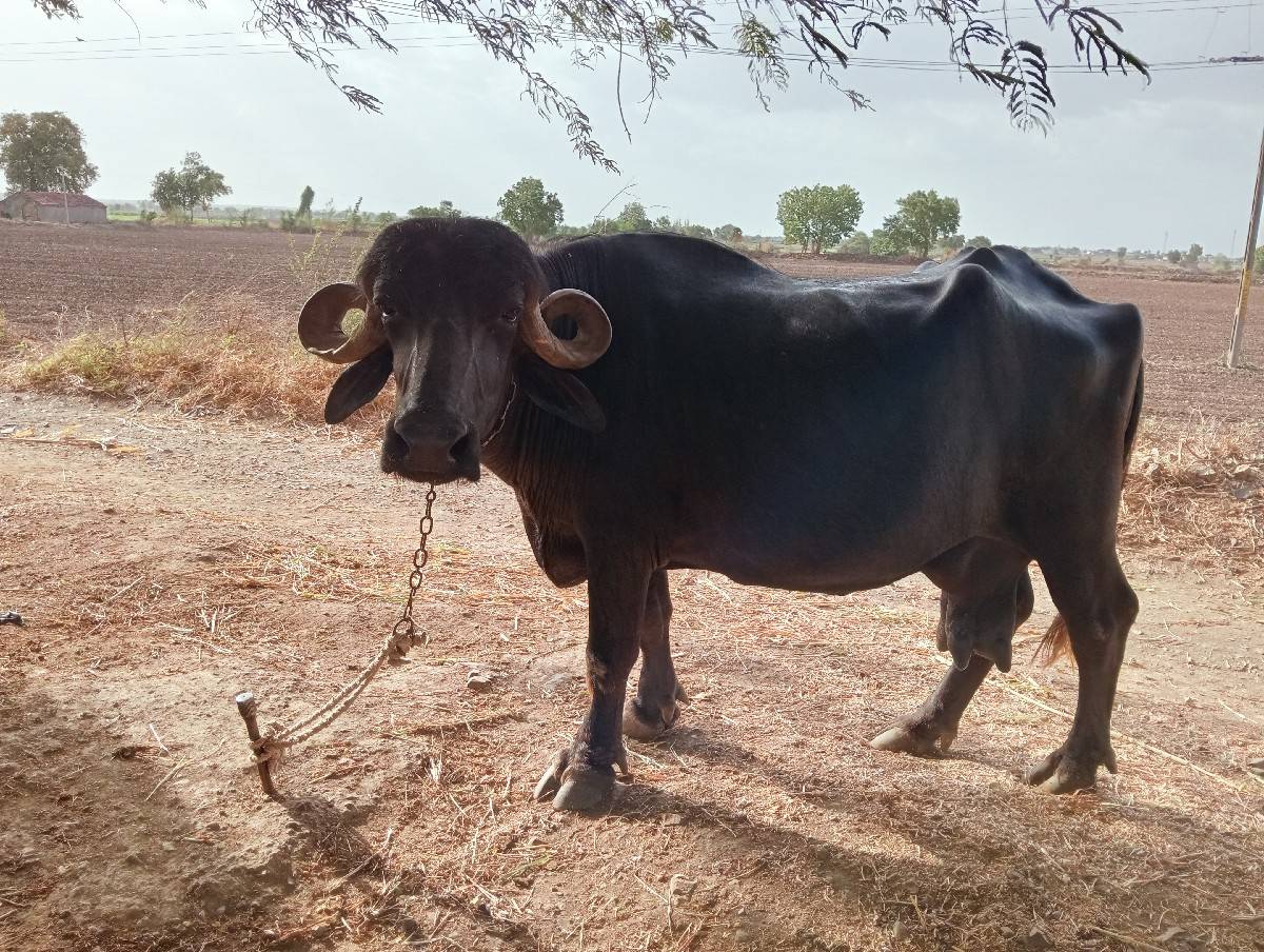 ભેંસ વેચવાની છે
