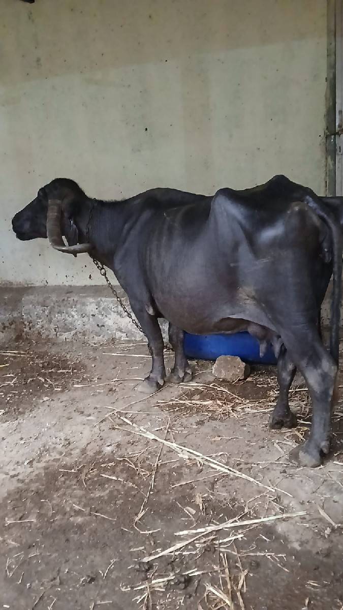 ભેંસ