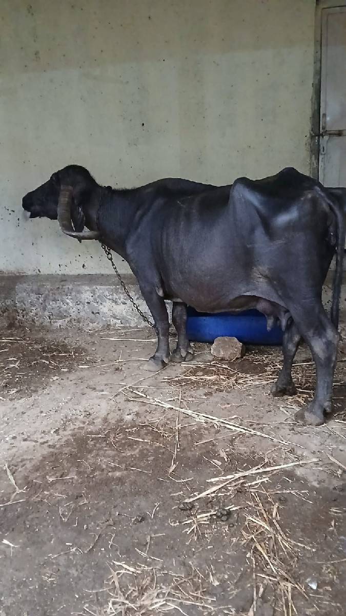 ભેંસ