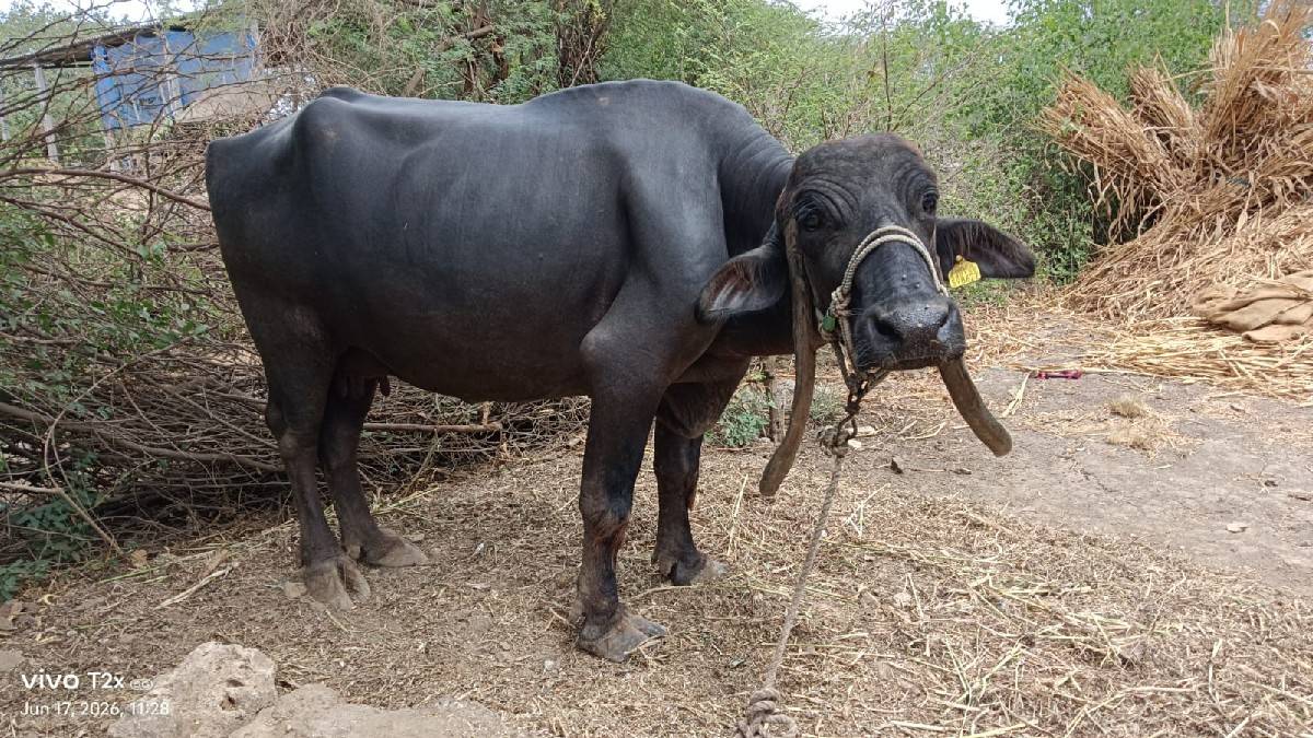 ભેંસ વેચવાની છે