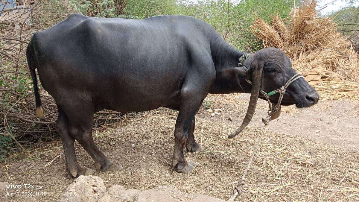 ભેંસ વેચવાની છે