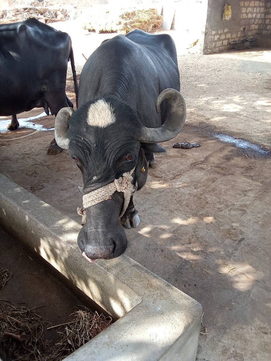 વેતર ૩  ગાભણ ૭  મહીના પુરા