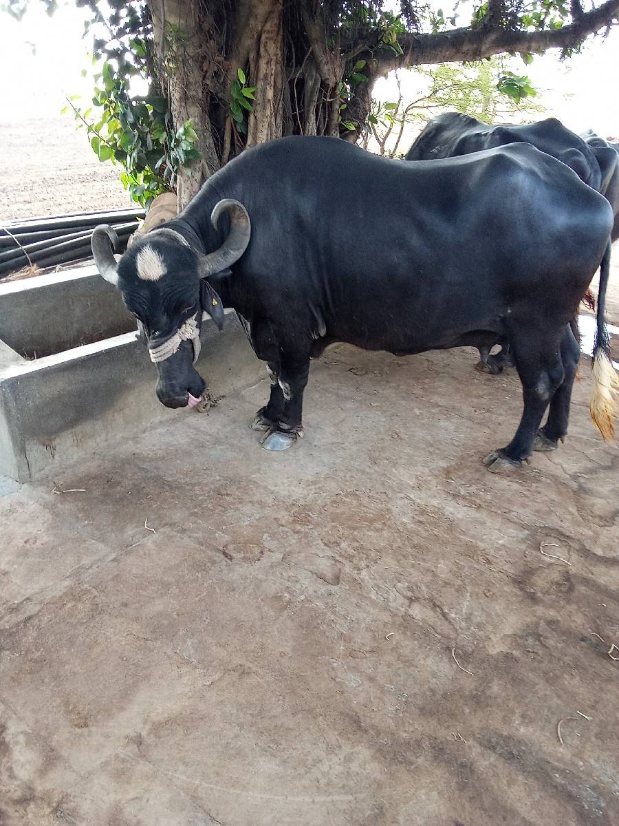 વેતર ૩  ગાભણ ૭  મહીના પુરા