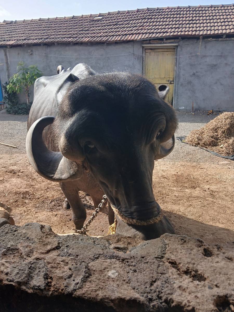biju vetar
