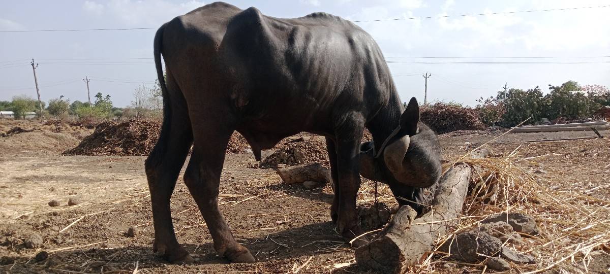 પાડો વચવાનો છે