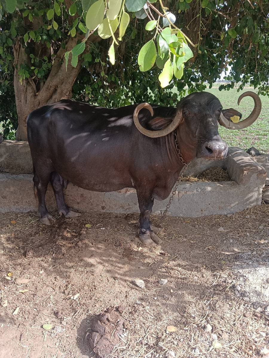 vecvani che bhesh 3 ju