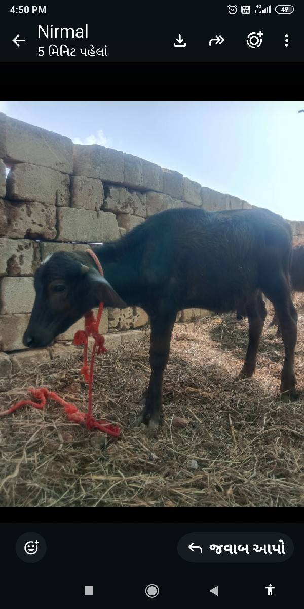 પાડા નું પાડી સાથે સાટું કરવૂ