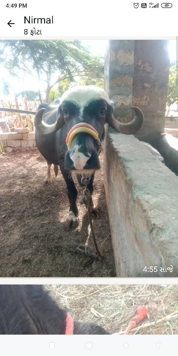 પાડા નું પાડી સાથે સાટું કરવૂ