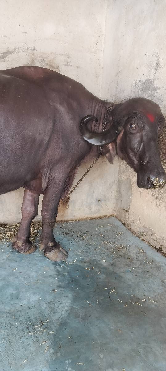 ભેંશ વેચવાની છે