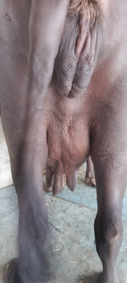 ભેંશ વેચવાની છે