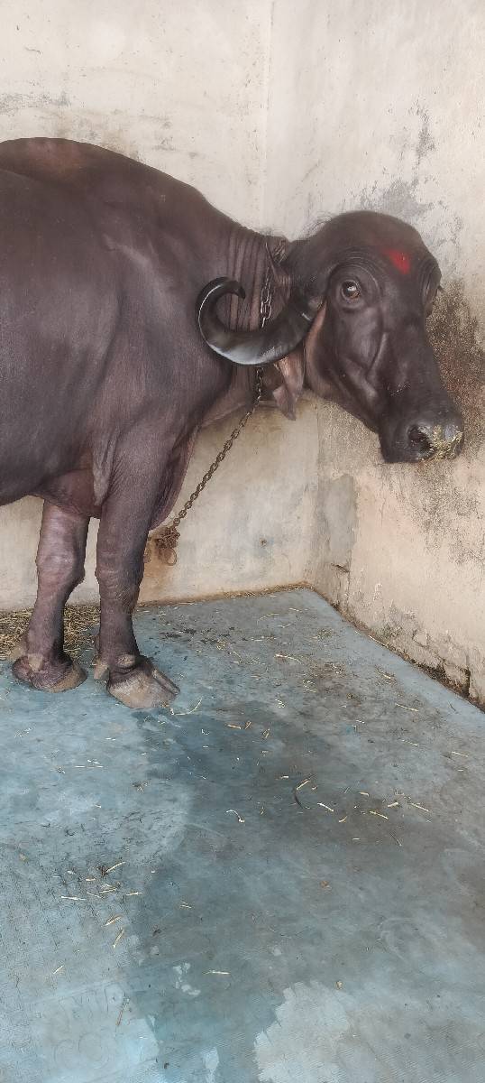 ભેંશ વેચવાની છે