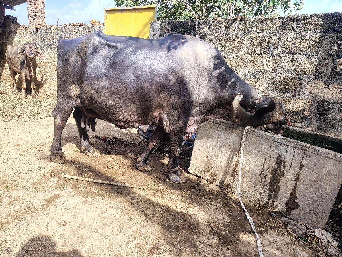 ભેંસ