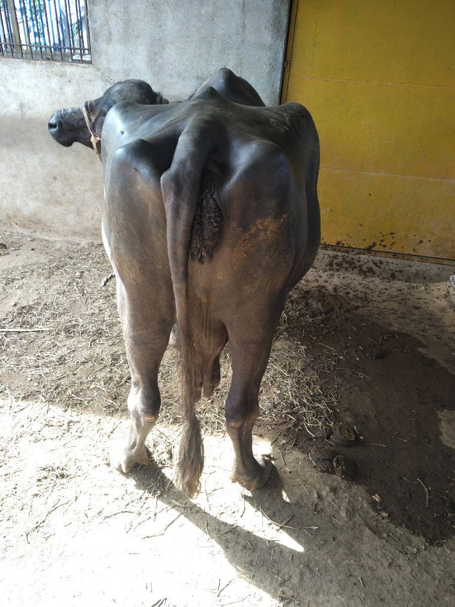 ભેંસ