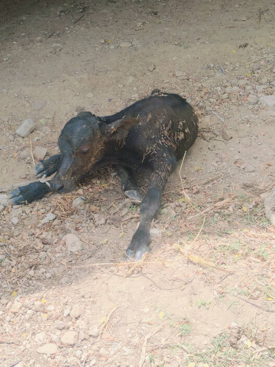 પેલું વેતર ૩, દિવસ ની વિયાણેલ