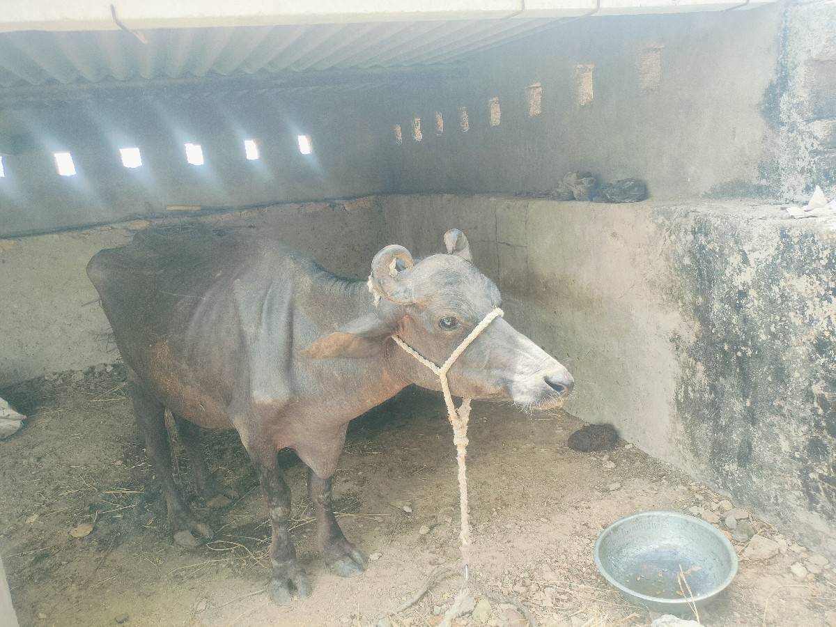 પેલું વેતર ૩, દિવસ ની વિયાણેલ