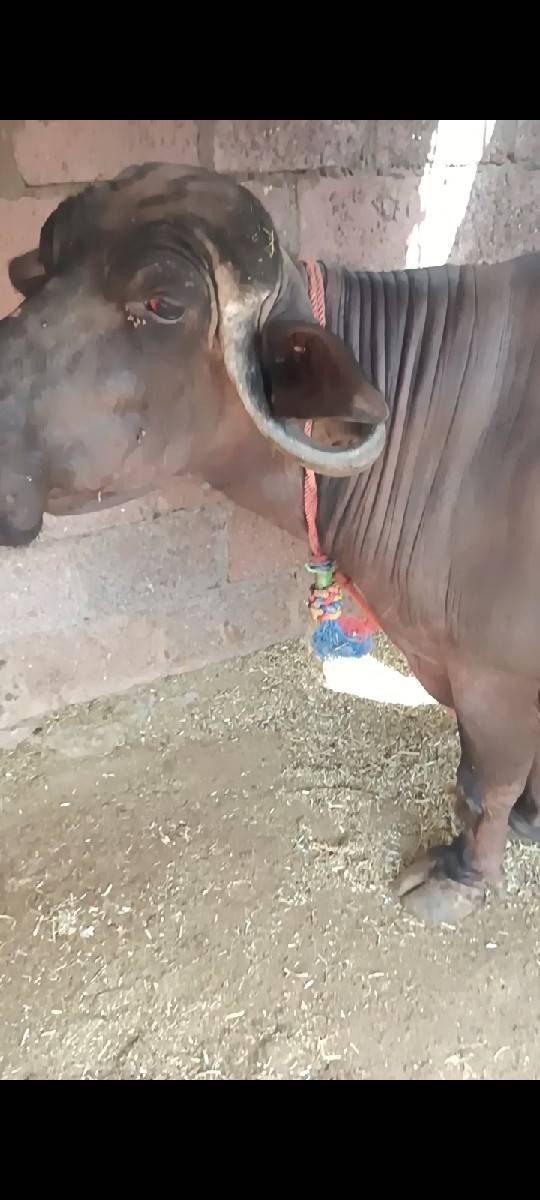 ભેંસ વેચવાની છે