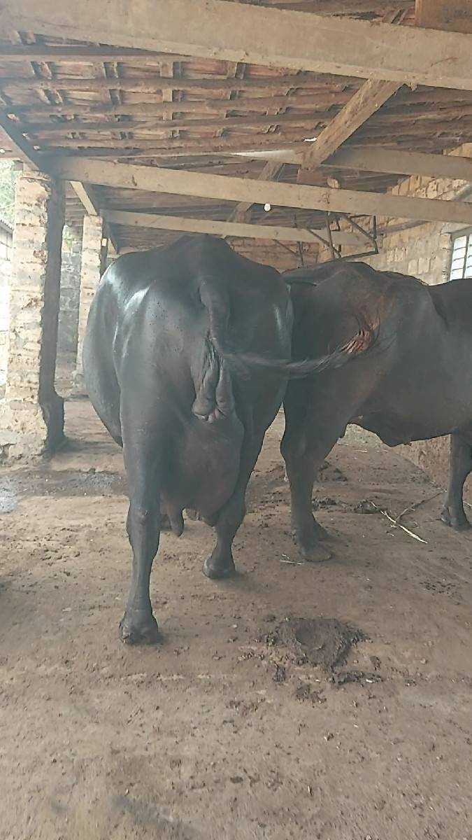 રાળા.નાજાભાઈ