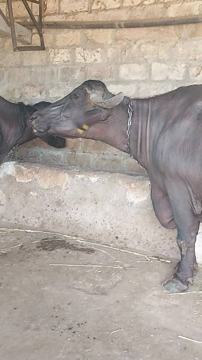 રાળા.નાજાભાઈ