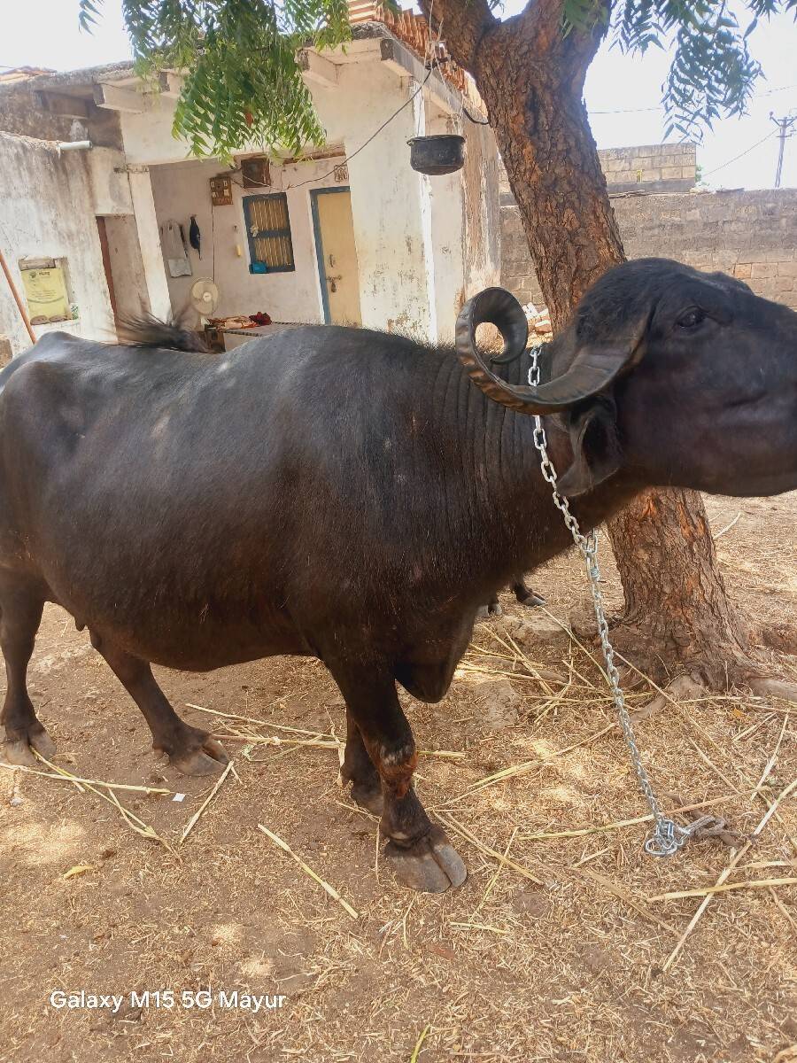 3 વેતરની ખડેલી વેચવા ની છે