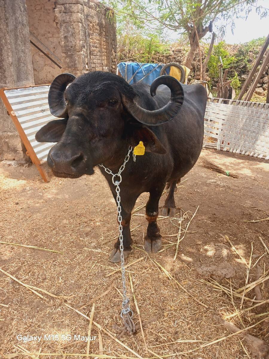 3 વેતરની ખડેલી વેચવા ની છે