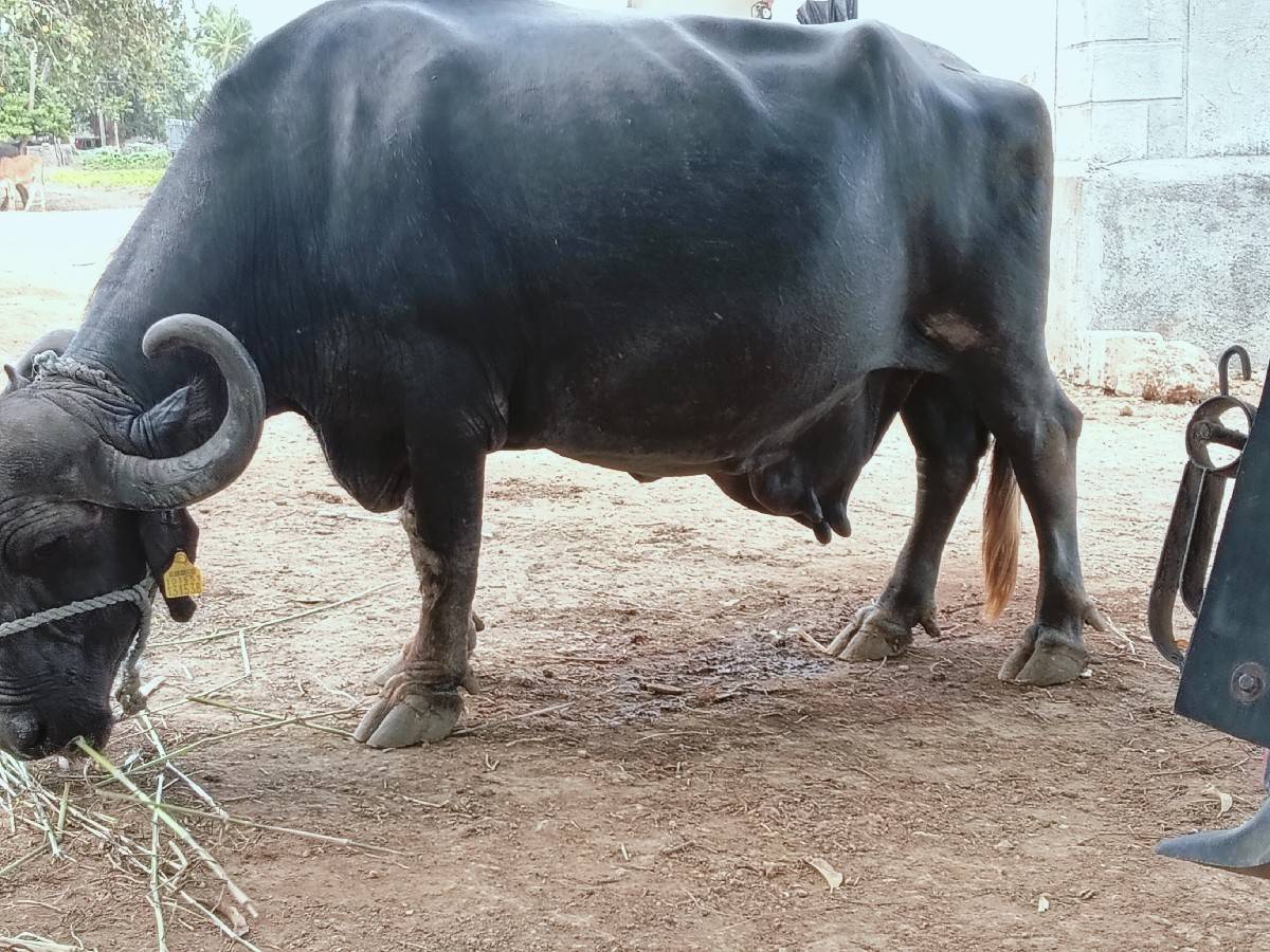 આ ભેંશ વેચવાની છે