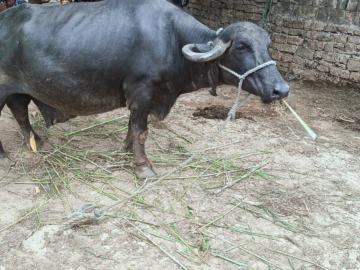 આ ભેંશ વેચવાની છે
