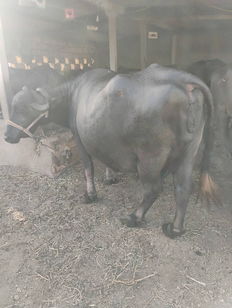 આગલાવેતરમાદસલીટરદુધહતુ