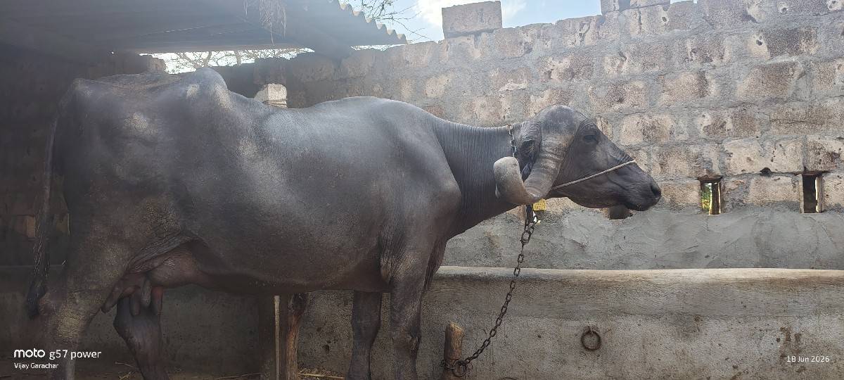 ભેંસ વેચવાની છે