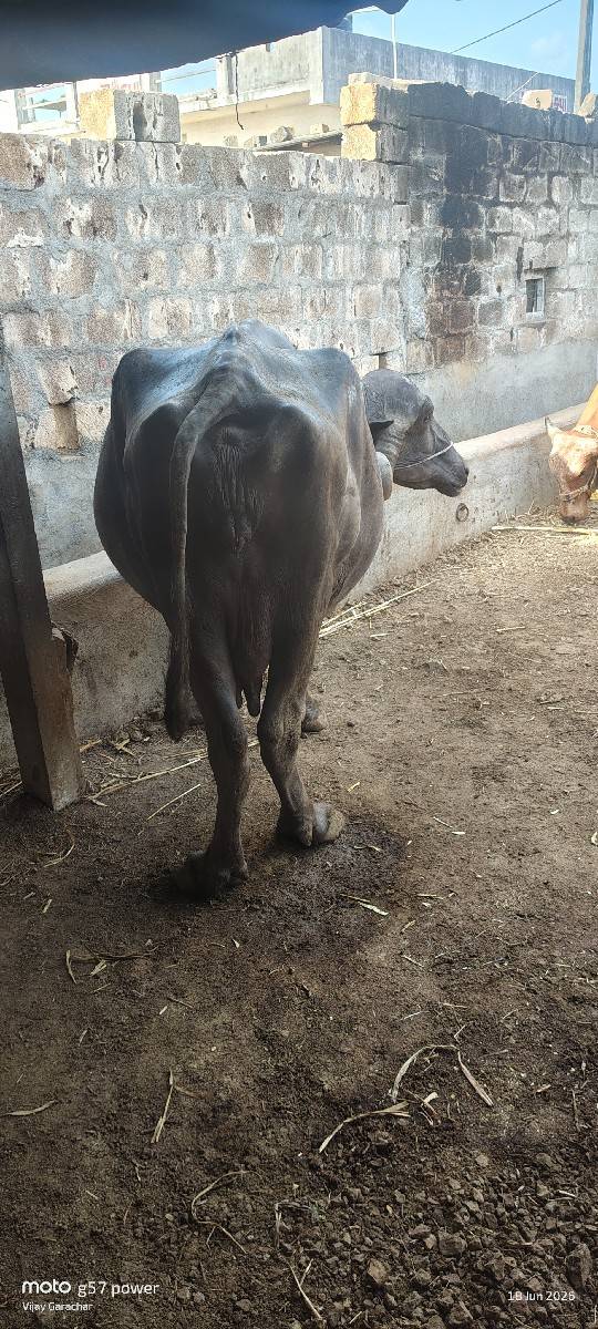 ભેંસ વેચવાની છે