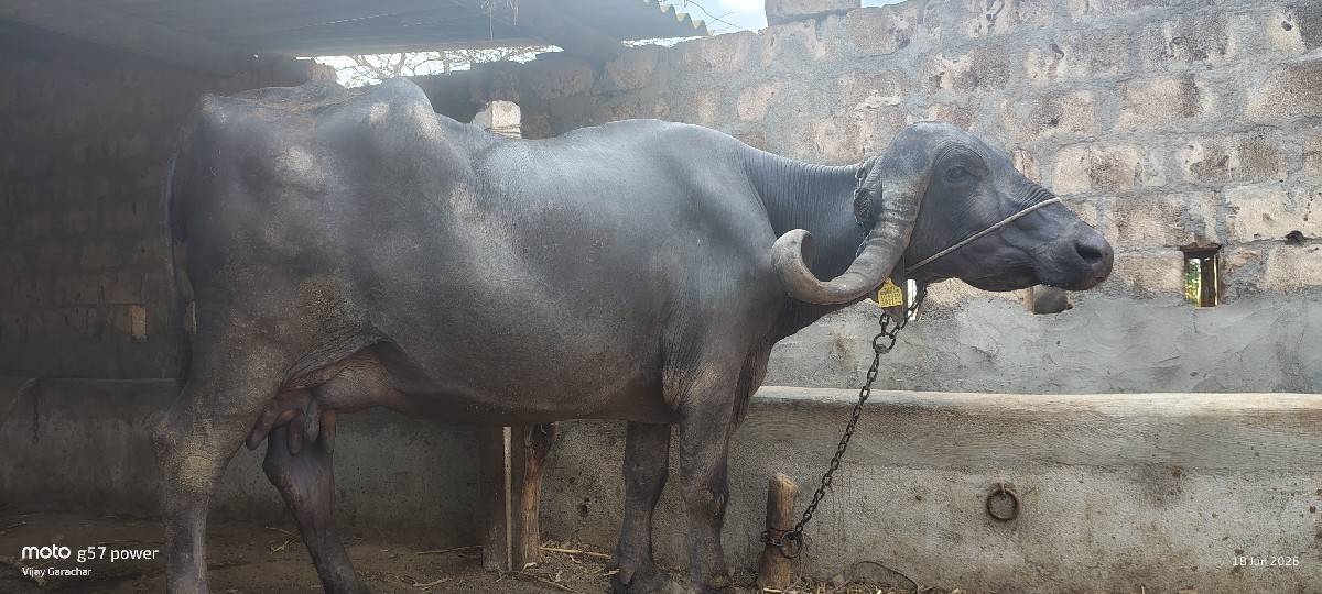 ભેંસ વેચવાની છે