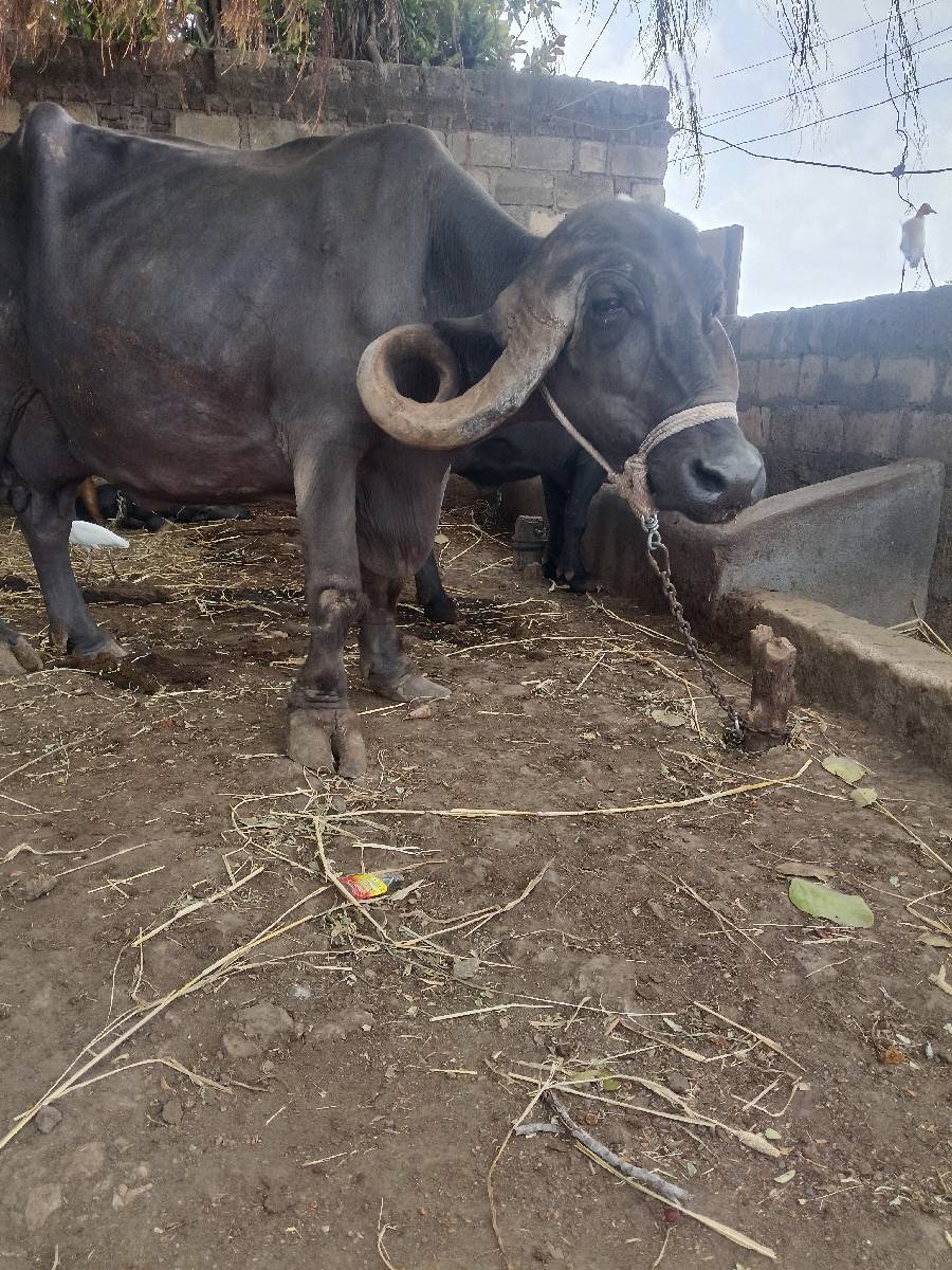 ભેંસ વેચવાની છે
