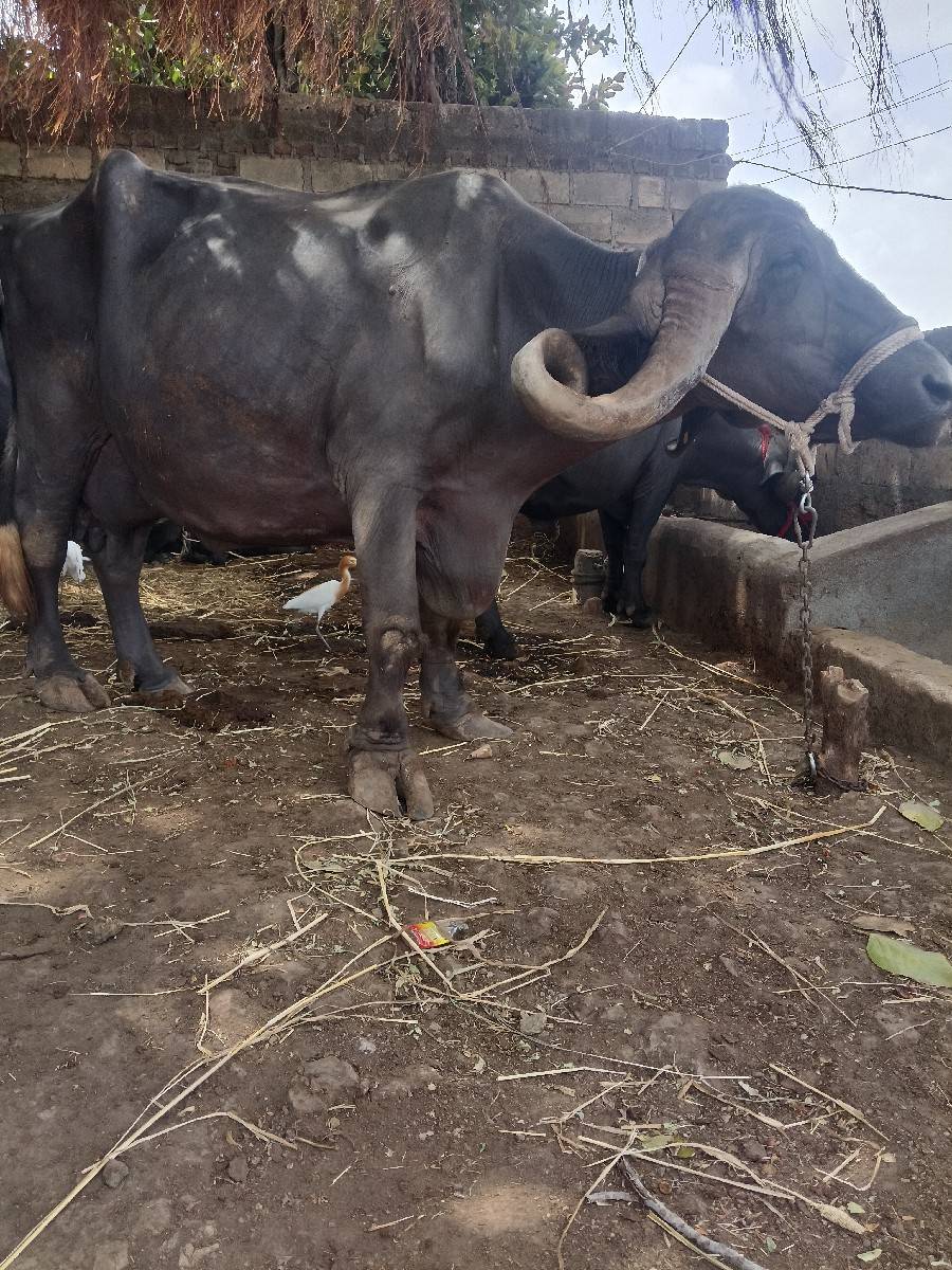 ભેંસ વેચવાની છે