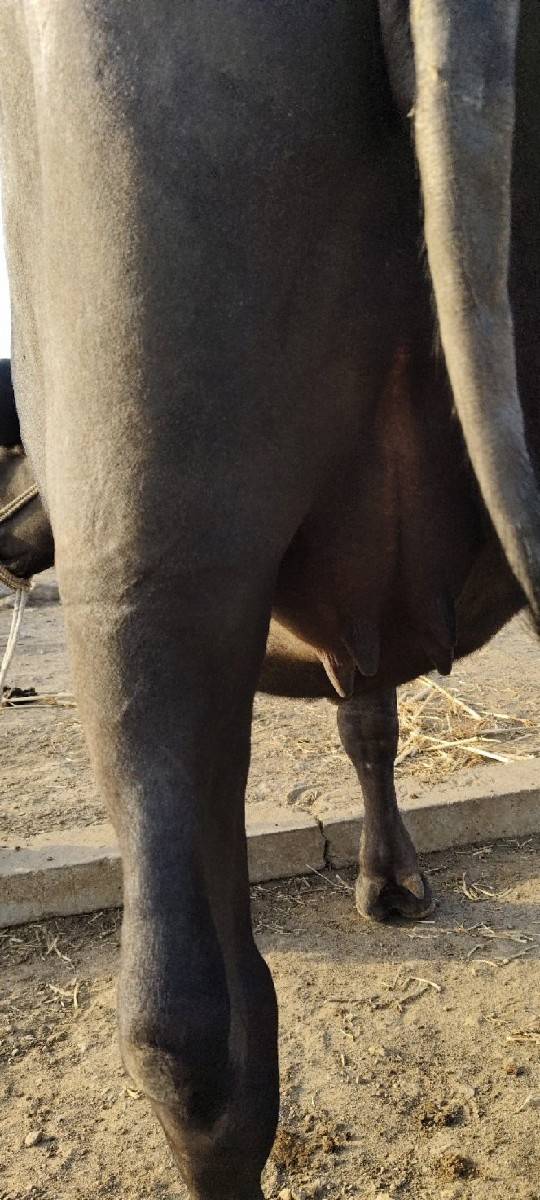 ભેંસ