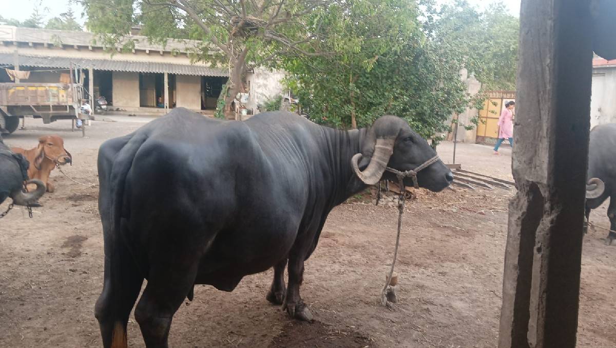 ત્રીજુ‌ વેતર
