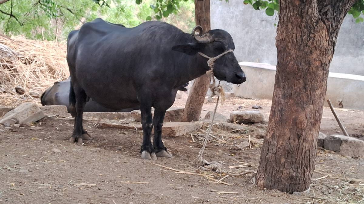 ભેસવેશવાનીછે2જુવેતર