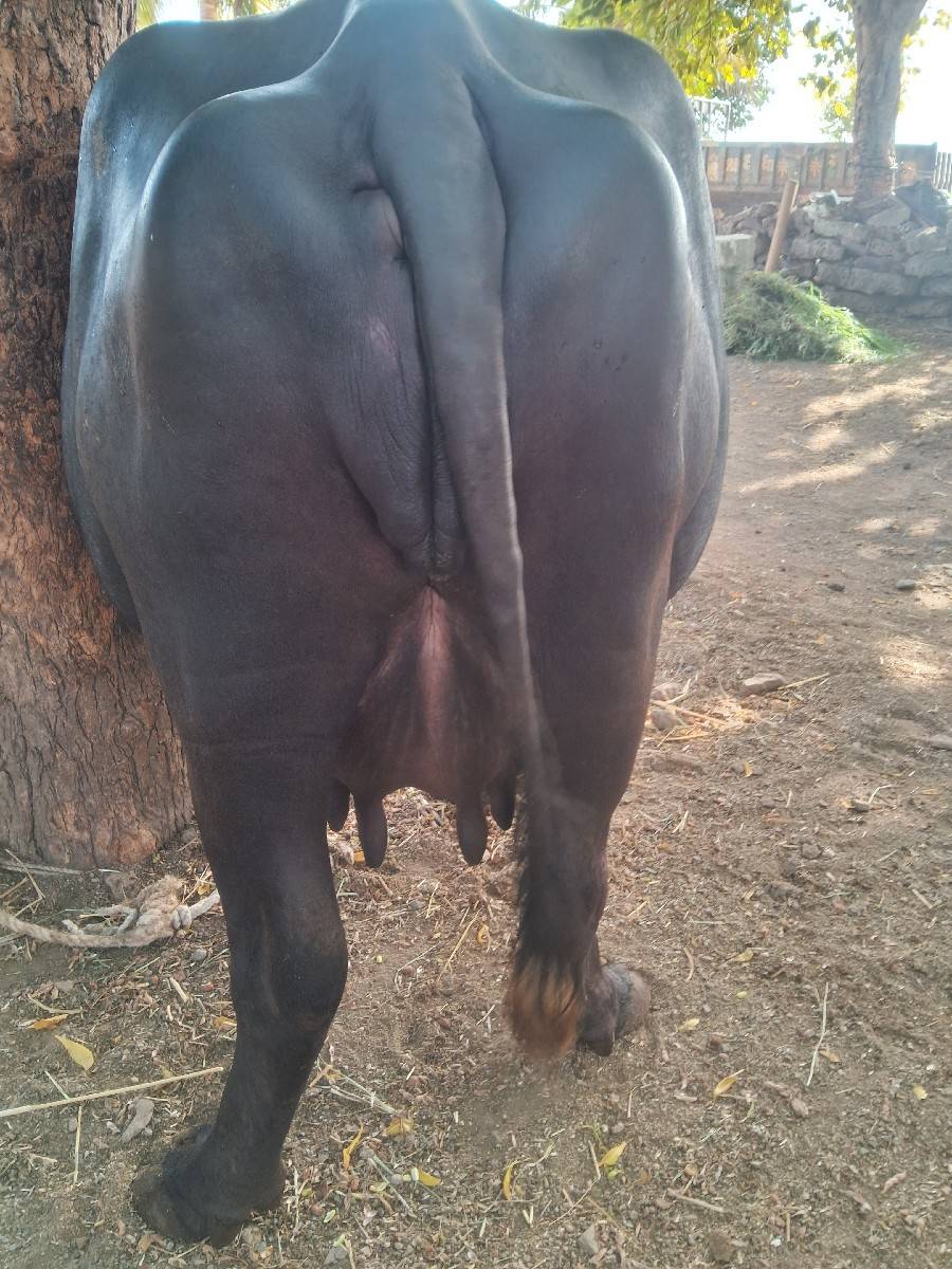 ભેસવેશવાનીછે2જુવેતર