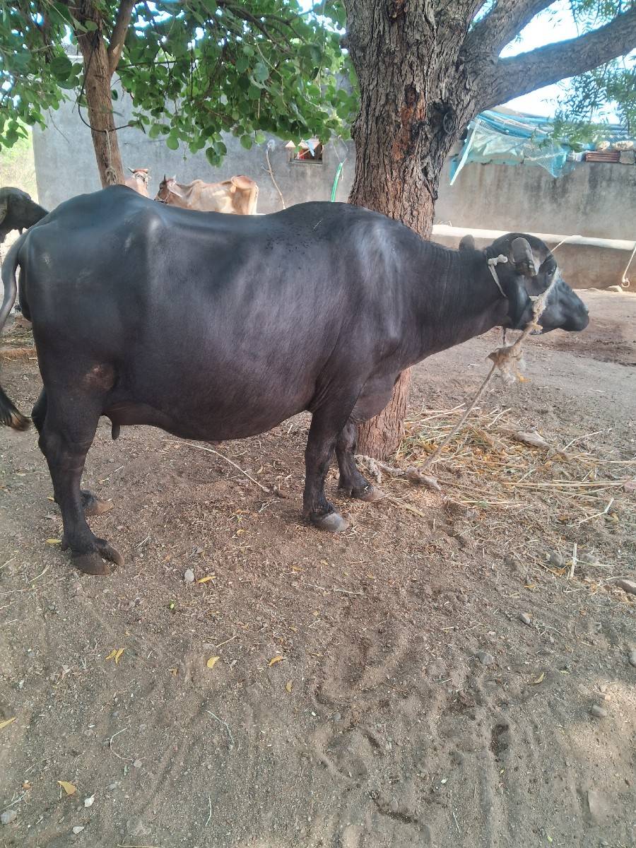 ભેસવેશવાનીછે2જુવેતર