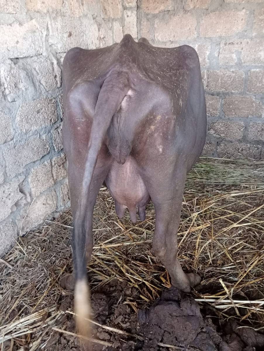 ભેંશ વેચવાની છે