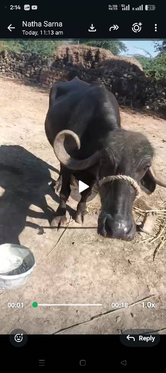 ગાય અને ભેંસ વેચવાની છે