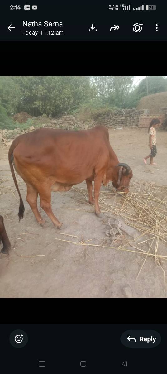 ગાય અને ભેંસ વેચવાની છે