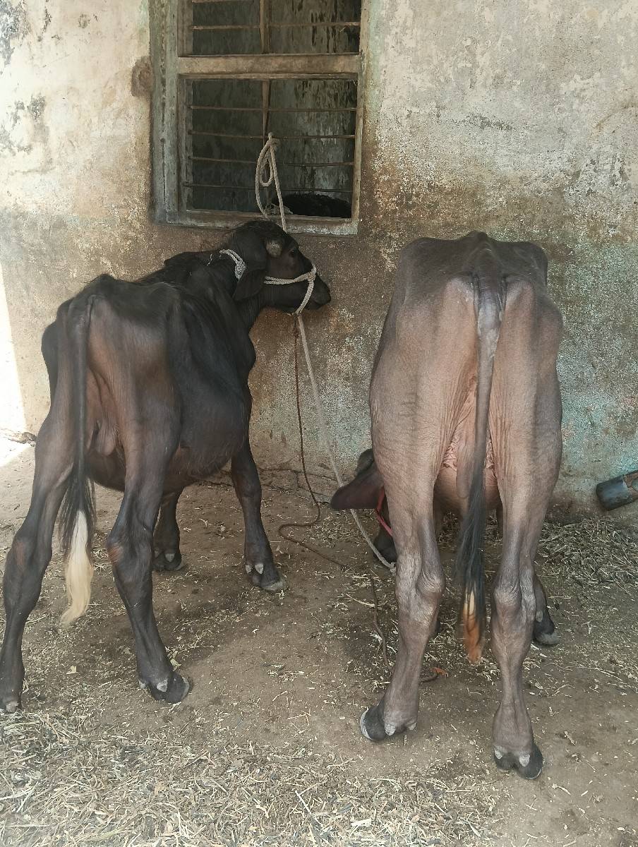 બે પાડા વેચવાના છે