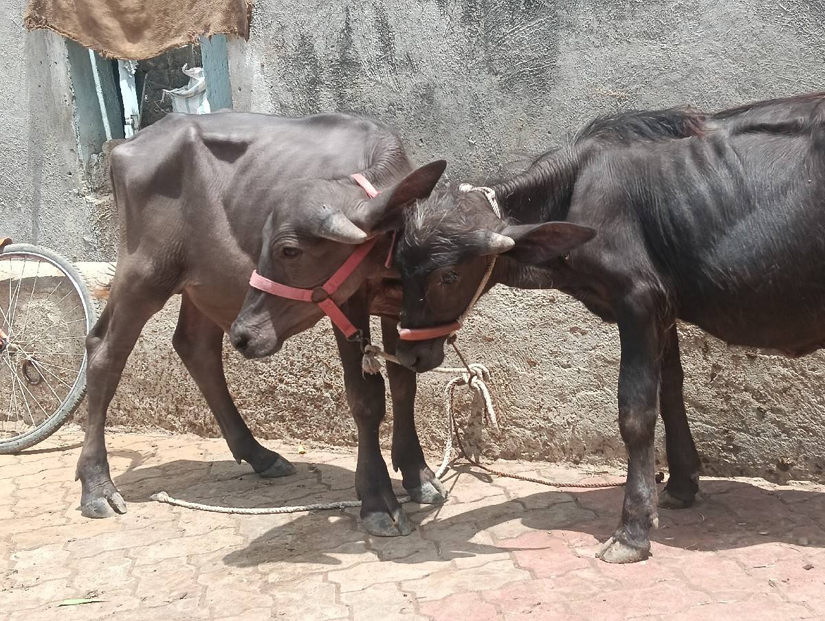 બે પાડા વેચવાના છે
