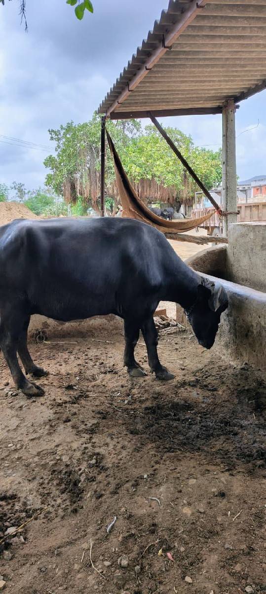 ભેંસ વેચવાની છે