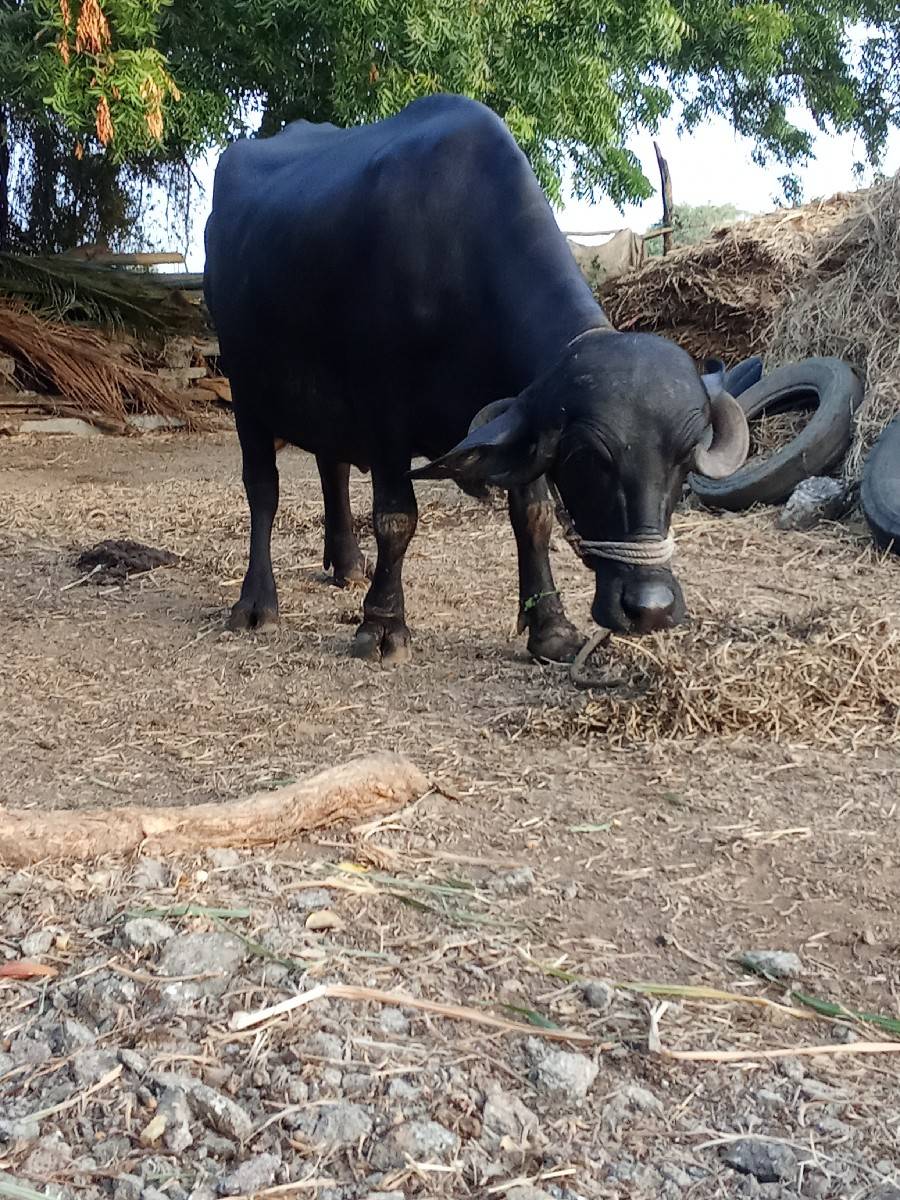 ભેંસ વેચવાની છે  બીજો વેટર