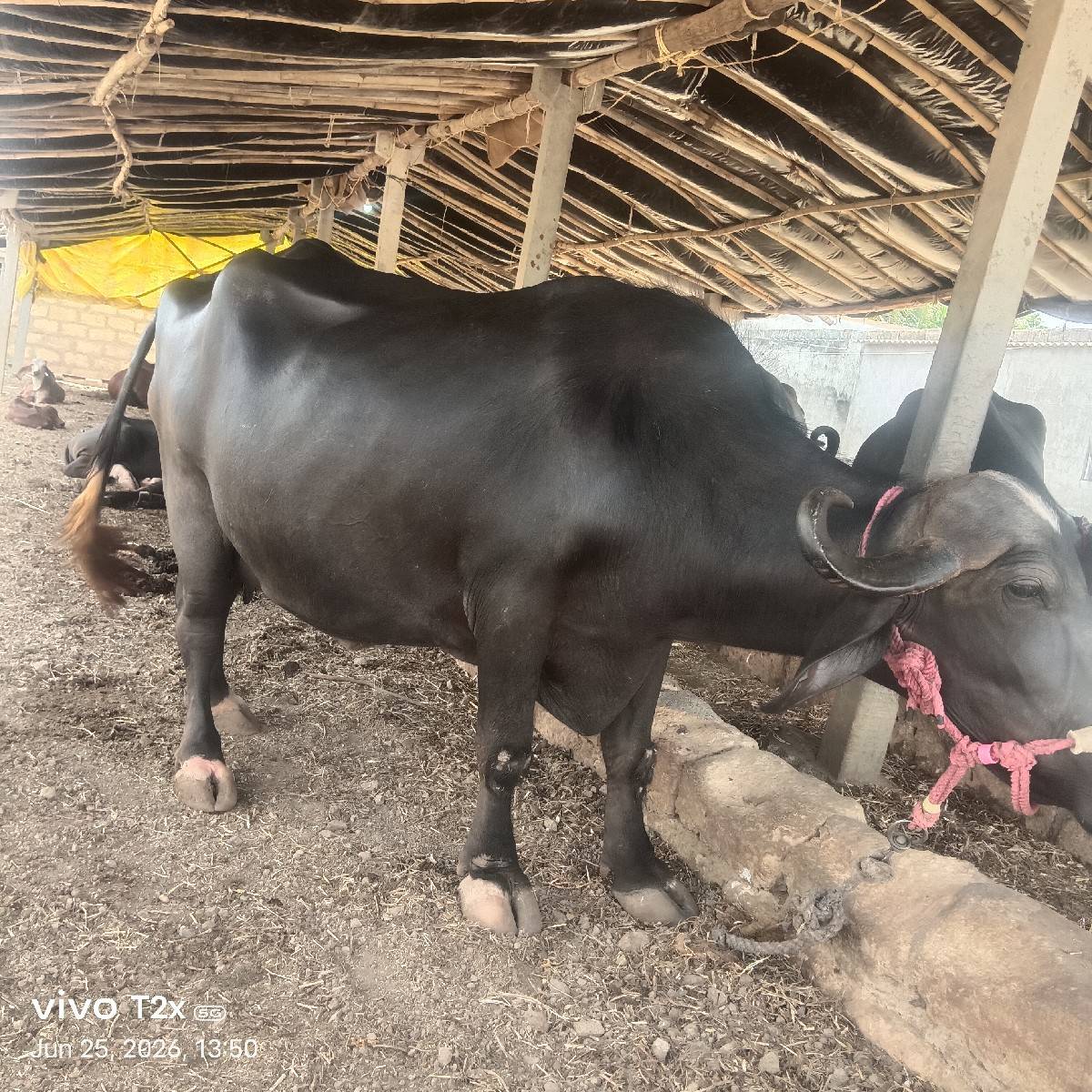 બીજું વેતર