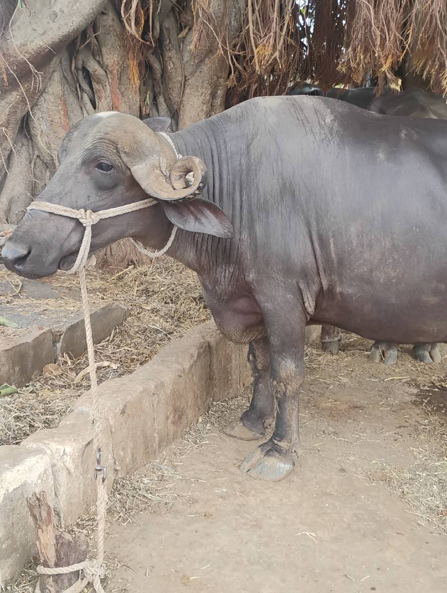 જય માતાજી