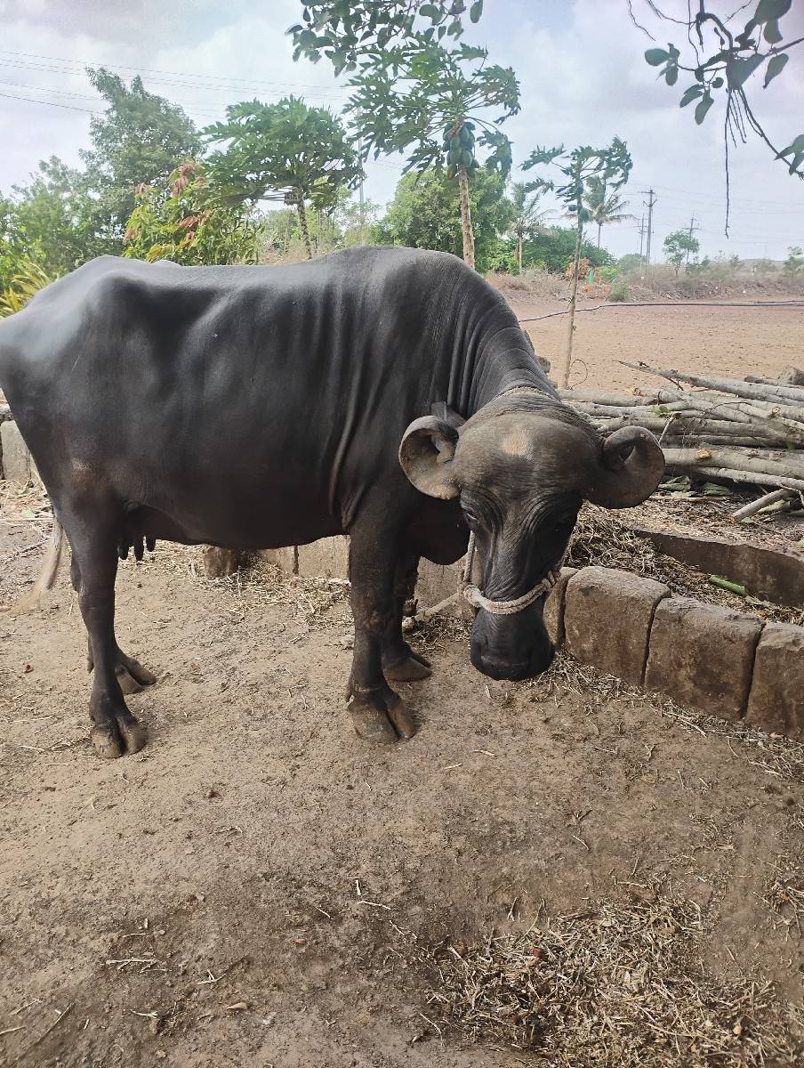 જય માતાજી
