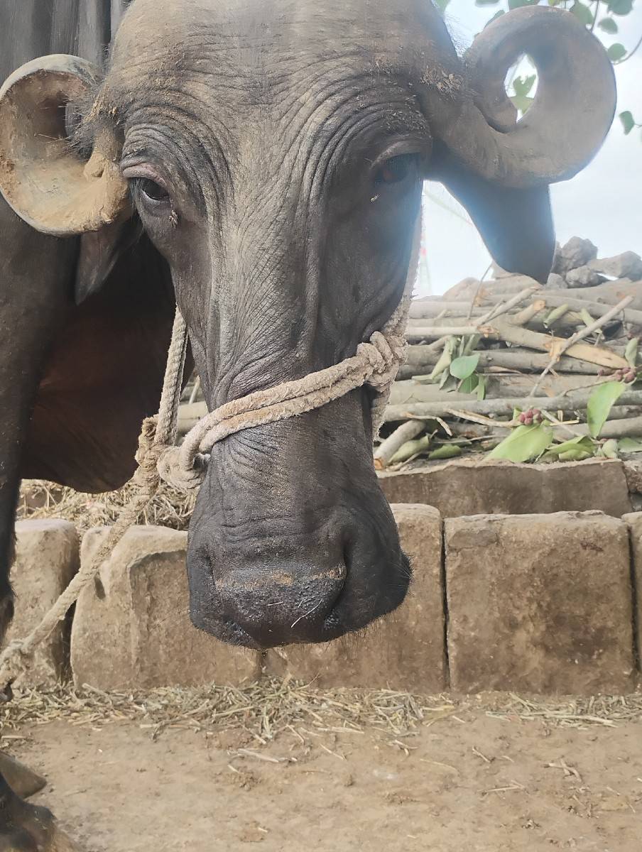 જય માતાજી